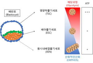 건국대 줄기세포학과 연구팀, 초기 배아 유래 세 가지 줄기세포 에너지 대사 특징 규명