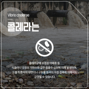 [카드뉴스] 콜레라 질병에 대해서 알아아보자
