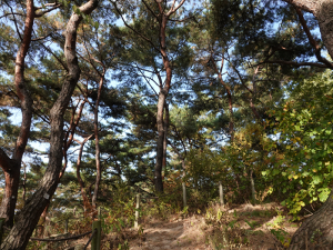 남산 소나무  명품으로 보전·관리하고 후계목 양성