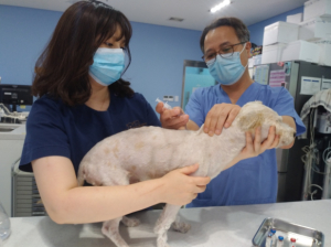 서울시, 가을철 ‘반려동물 광견병 예방접종’ 하세요