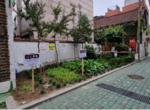 도봉구 쌍문3동, 쓰레기가 쌓였던 공간에 ˝배추꽃이 피었습니다˝