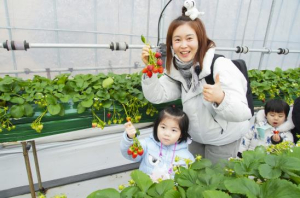 중랑의 꿈나무들, 도시 농부되다! 중랑구, 어린이 친환경텃밭 딸기체험 실시