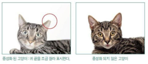 은평구, 오는 18일부터 길고양이 중성화 사업 추진