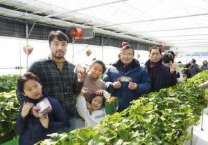 중랑의 꿈나무들, 도심 속에서 딸기를 만나다! 중랑구, 가족과 함께하는 딸기체험 실시