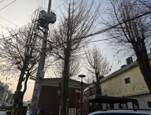 광진구, 봄맞이 어린이공원·소공원 수목 정비로 안전·도시 미관 향상