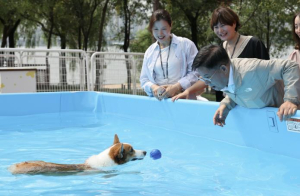 ˝댕댕아! 한강보며 캠핑하자˝ 마포 반려동물 캠핑장 개장
