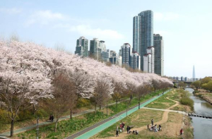 강남구, 양재천 벚꽃길에 ‘빛의 예술’ 더하다