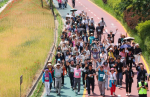 도심을 물들인 황금빛 물결, 마포구 ‘월드컵천 황금보리 축제’ 성황