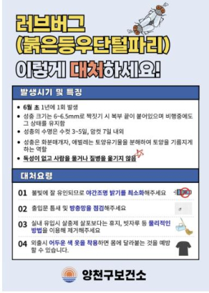 양천구, 여름철 불청객 ‘러브버그’ 확산 대비 친환경 방역…대응법 홍보도