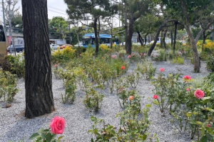 서대문구, 연세대 앞 교통섬 `장미와 매력가든` 콘셉트로 새 단장