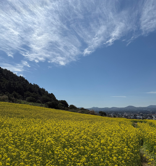 제주 여행 정보 한곳에…신규 커뮤니티 카페 오픈