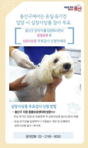 용산구, 유실·유기견 입양 시 심장사상충 검사 무료