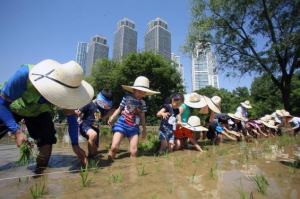 강남구, 전통 모내기 체험 행사 개최...양재천에 꼬마농부 출동!