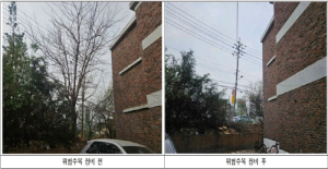구로구, 구민 안전 위한 `위험수목 정비` 완료