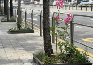 한 뼘의 자연, 서대문구 가로수 길 접시꽃으로 물들다