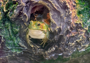 서울대공원, 국립생태원과 함께 금개구리 300마리 방사 개체 보전 지속