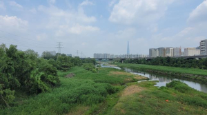 강남구, 장마철 맞아 하천 주변 위험수목 2차 집중 정비 추진