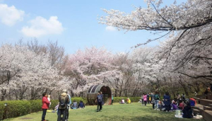 서대문구 `안산 잔디마당` 숲속 공공예식장으로 개방