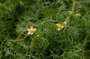 서울식물원, 멸종위기 식물 매화마름 엽록체 유전체 완전해독