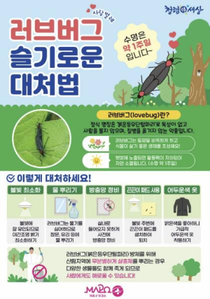 마포구, `러브버그` 친환경 방제 실시…주민 불편 최소화 총력