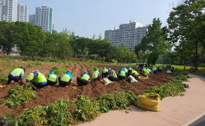 구로구, 도시농업체험장 감자 재배 수확물 전달식 개최