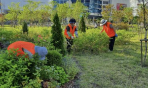 주민 손길로 가꾸는 녹색도시…용산구, `나무돌보미` 사업 활기