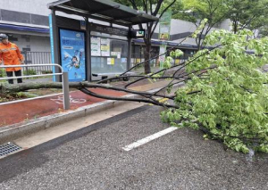 양천구, `가로수 전도 위험 사전 차단` 태풍 대비 가로수 안전진단 확대