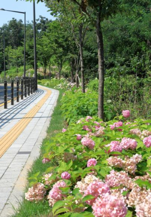 성북구 ˝개운산 수국길˝ 최고인데 왜 기사 안 나와요?