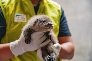 서울시설공단, 12일부터 `아기수달 이름 짓기` 온라인 이벤트 개최