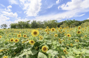 양천구, `여름 햇살 머금은 해바라기` 안양천공원에 `활짝`