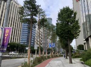 귀빈 맞던 마포대로, 이제는 `명품 소나무길`로 다시 태어나다