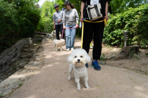 ˝우리 집 반려견도 달라졌어요!˝ 강북구, 2025년 하반기 반려견 행동교정 교육 참여자 모집