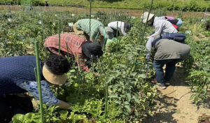 금천구, 도시농업으로 인지건강 증진…`금천기억텃밭` 운영