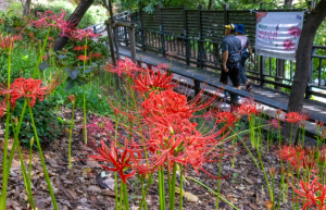 동대문구, 꽃무릇과 맥문동 어우러진 배봉산 가을 향연 개막