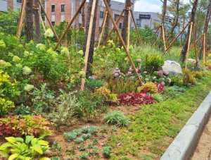 매력 정원으로 맞이하는 송파…위례성대로에 송파 상징 `소나무 숲` 조성!