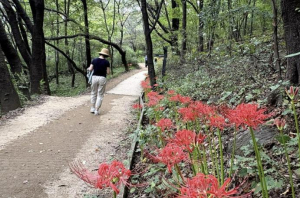 서대문구 안산(鞍山) 가을의 전령사인 꽃무릇으로 붉게 물들다
