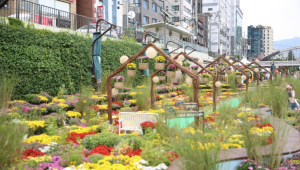 관악구, 별빛내린천 일대 가을 국화정원 조성
