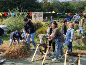 도시에서 만나는 `진짜 벼베기`…강북구, 토종벼 추수 체험