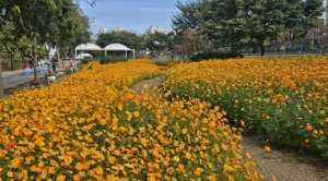 동대문구, 가을빛으로 물든 중랑천 사계정원! 황화코스모스 절정