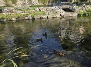 성북구 하천, 10월 수질 분석서 `좋음` 등급 유지