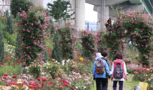 금천구 안양천 일대 생태·경관·환경이 어우러진 걷고 싶은 휴식공간으로