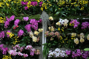 서울식물원, 난초와 포인세티아가 선사하는 겨울정원 `윈터 가든`