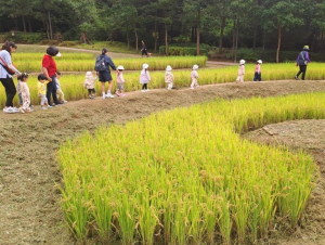 강동구, 도심 속 가을 추수 체험으로 풍성한 하루