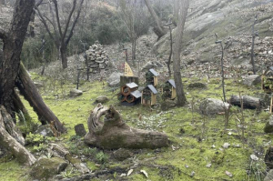 서대문구 안산(鞍山)에 자연의 청정 필터 `이끼숲` 조성