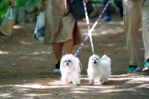 반려동물과 사랑의 끈 잇다! 서대문구 내장형 동물등록비 지원
