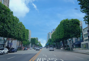 서울시, `가로수 트리맵`으로 우리동네 가로수 확인! 가로수 체계적 관리한다