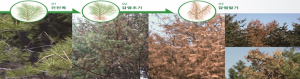 서울시, 구룡산 소나무재선충병 신규 발생으로 확산 방지 총력