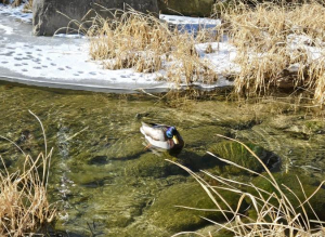성북구 주요 하천 수질 양호… 통합수질지수 `좋음` 기록