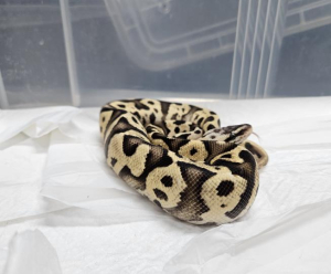 강남구, 지하철역 화장실서 구조된 멸종위기 `볼파이톤` 국립생태원 긴급 이송