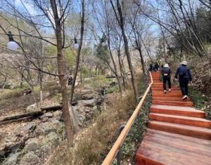 서대문구, 안산 연희숲속쉼터 벚꽃 축제 준비 완료